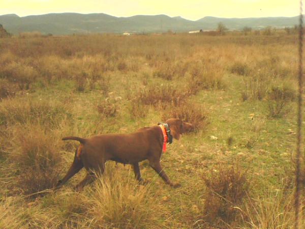 Ulanne du Mas de l'Arbre | German Shorthaired Pointer 