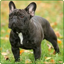 Daulokke'S Fenneton Le Duc | French Bulldog 