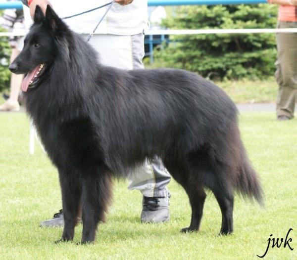 ackley clever canin | Belgian Groenendael 