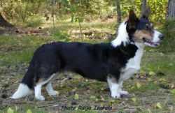 Geestland's Gleam of Glory | Cardigan Welsh Corgi 