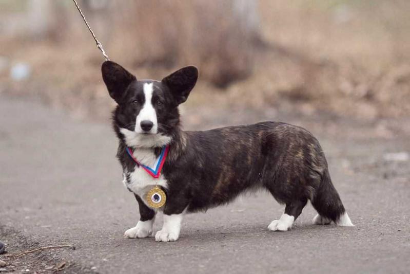 Favorit Sibiri Divnaya Orhideya | Cardigan Welsh Corgi 