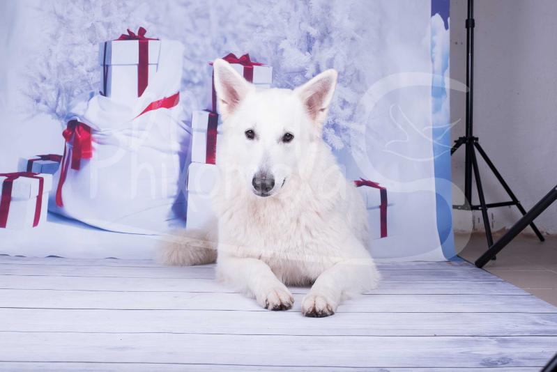 Ayla-Bianca-vom Sächsischen Elbland | White Swiss Shepherd Dog 