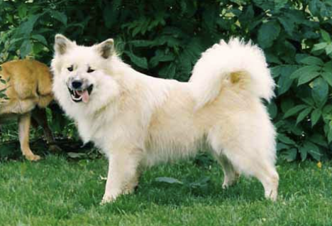 Reykjadals- Manni | Icelandic Sheepdog 
