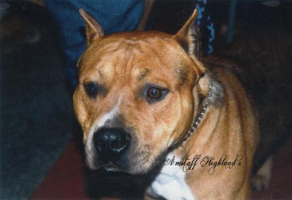 nanking de vadyana | American Staffordshire Terrier 