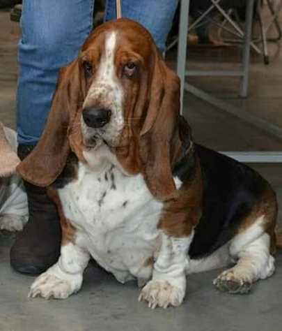 GRAND TWINTIP TAMILLA | Basset Hound 