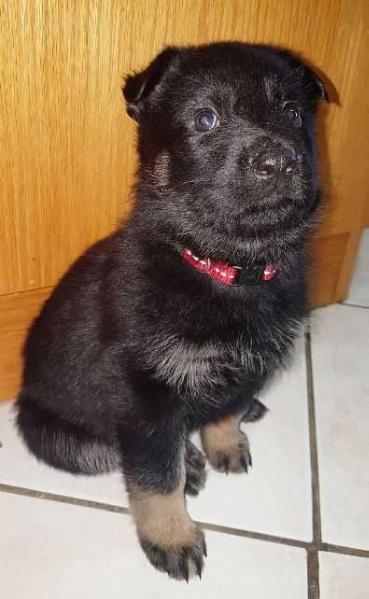 Roschca vom Stoerstrudel | German Shepherd Dog 