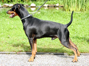 XERCES vom Camp Achensee | German Pinscher 