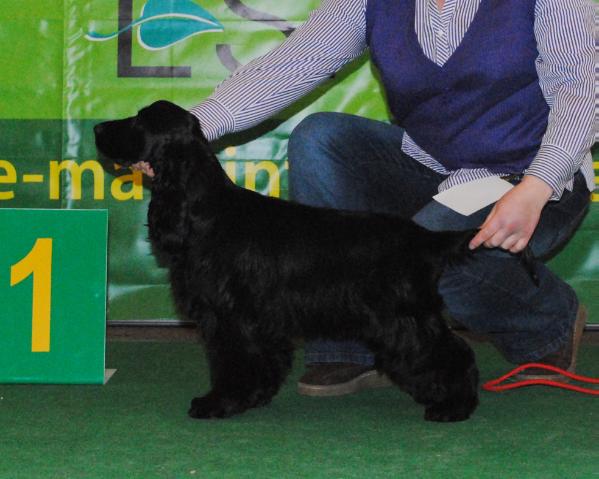 Knockouter Taigret | English Cocker Spaniel 