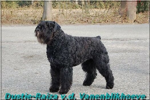 Dustie-Raiza v.d. Vanenblikhoeve | Bouvier des Flandres 