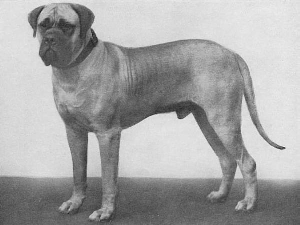 Sir Gallahad of Deleval | Mastiff 