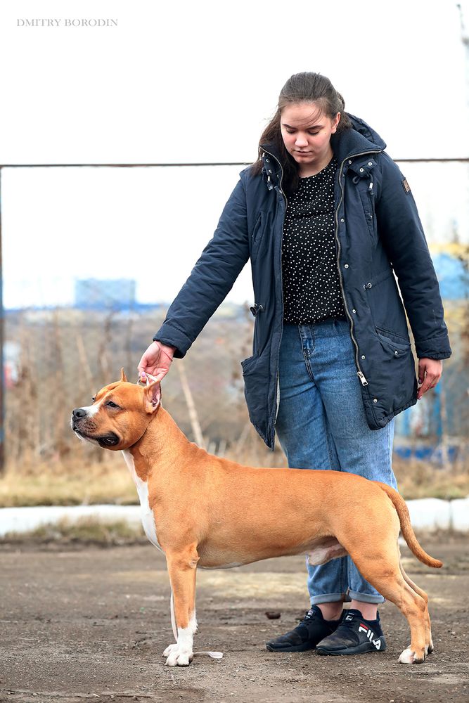 Moya Oda Zharkij polden' | American Staffordshire Terrier 