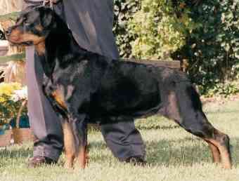 Pegasus 'Zena Walker | Rottweiler 