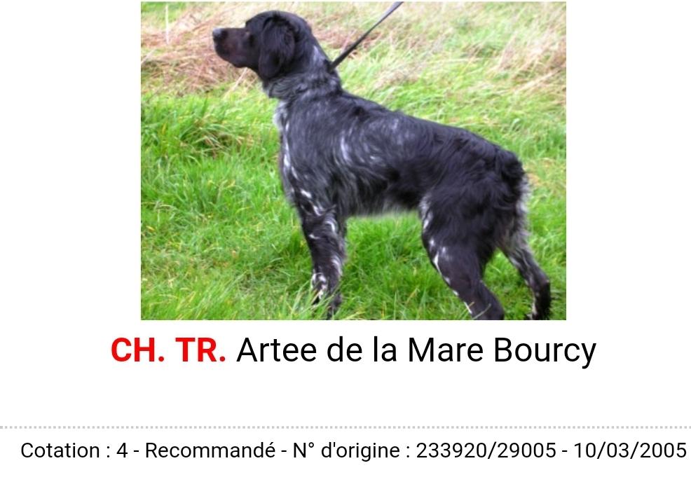 ARTEE de la Maree Bourcy | Brittany 