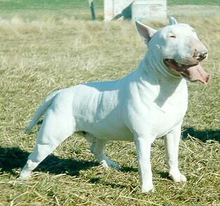 SONNY SNOW STORM | Bull Terrier 