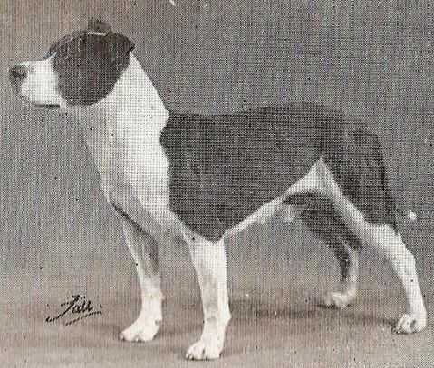 Admiral Albert | Staffordshire Bull Terrier 