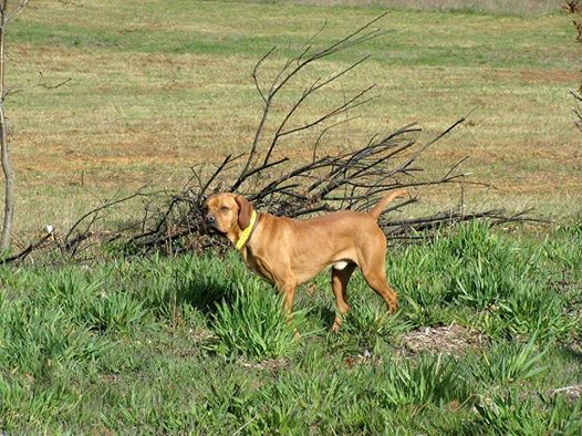 Genuíno da Missilva | Portuguese Pointer 