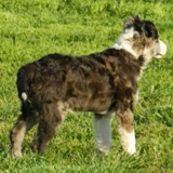 Twister of Firestorm | Border Collie 