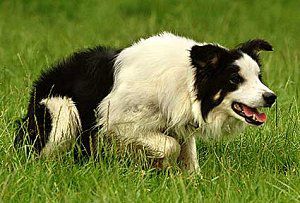 Jim  ISDS 2482142 | Border Collie 