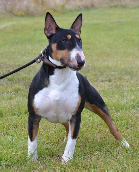 Hua Mulan | Bull Terrier 