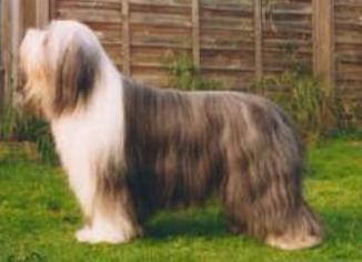 Potterdale Conclusion | Bearded Collie 