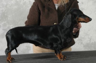 Quinta vom Golf | Dachshund 