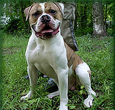 ????? ????? ???? ?? ????? | American Bulldog 