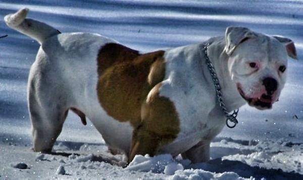 NTK's Doris Daylily of Whirlaway | American Bulldog 