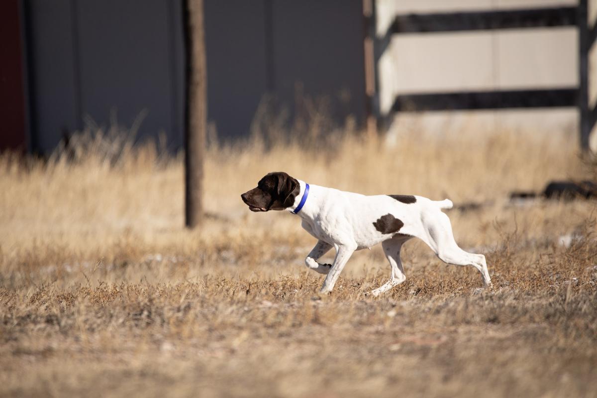 Lily Sophia Vom Z Haus | German Shorthaired Pointer 