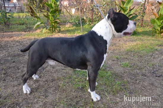 Max Elegant Of Cole | American Staffordshire Terrier 