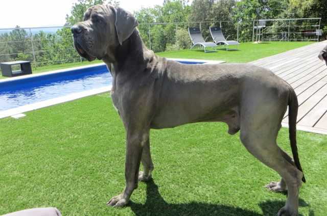 Hamm Jaffa De L'Outsaina | Great Dane 