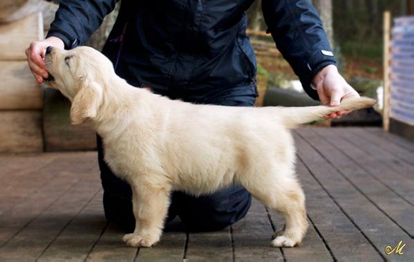 Meiepere Orange Blossom | Golden Retriever 