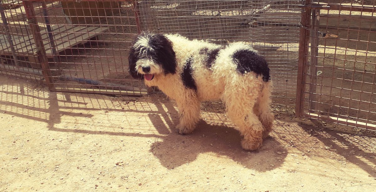 JUADALTEBA DE FRAGUEL'S | Spanish Water Dog 