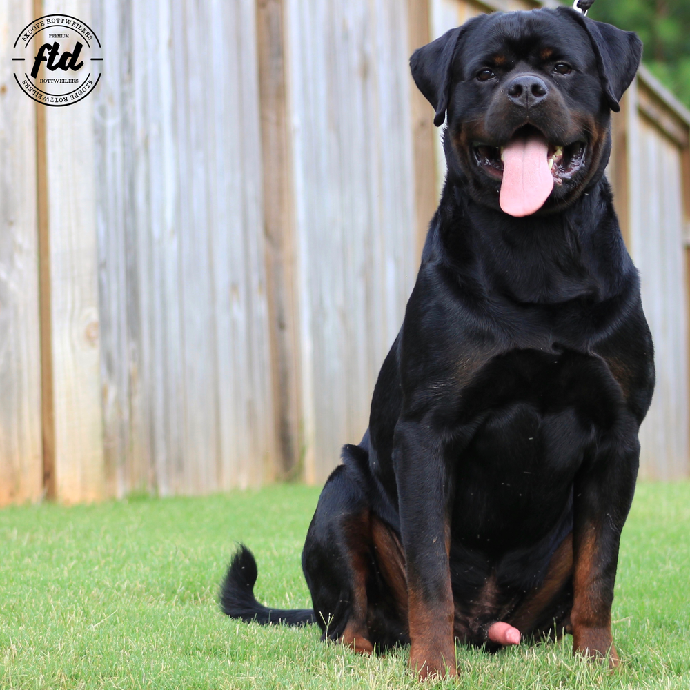 Akbarforce Mack | Rottweiler 