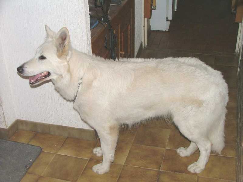 Avalanche Beauty of Trebons Berger Blanc | White Swiss Shepherd Dog 