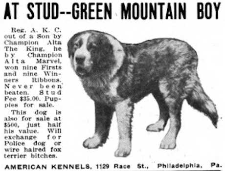 Green Mountain Boy | Saint Bernard 