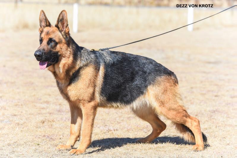 Dezz Von krotz | German Shepherd Dog 