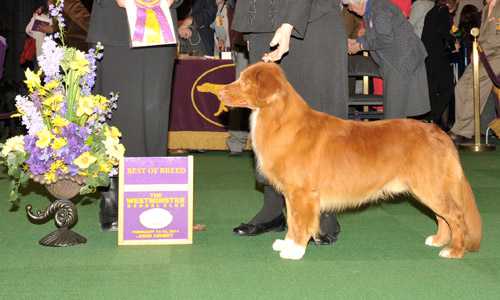 Lennoxlove Susqudilla's Mini Cooper | Nova Scotia Duck Tolling Retriever 