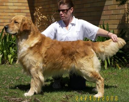 Jonesh Ritz Carlton | Golden Retriever 