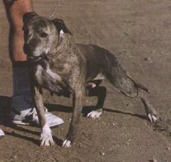 Scates' Amberlite Star | American Pit Bull Terrier 