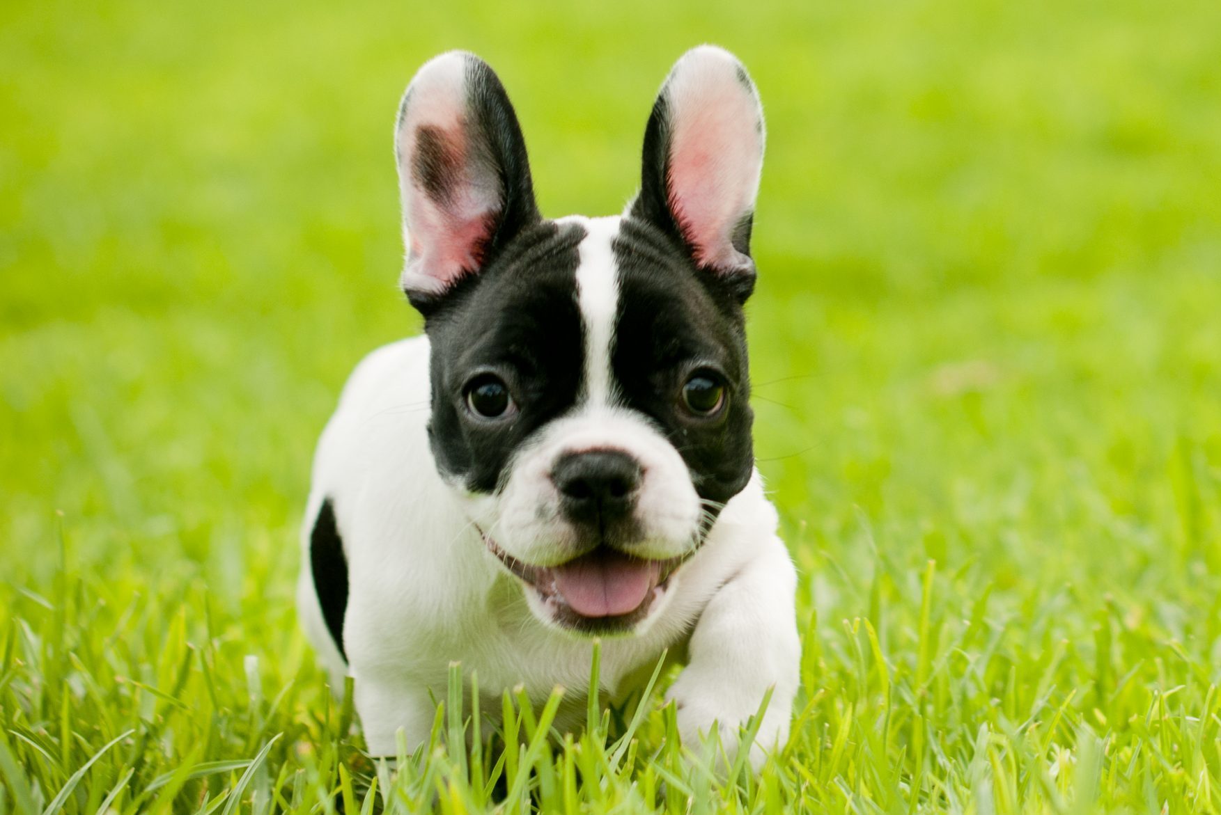 Boston Terrier