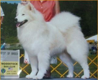 Sugarhill's SS Copperfield | Samoyed 