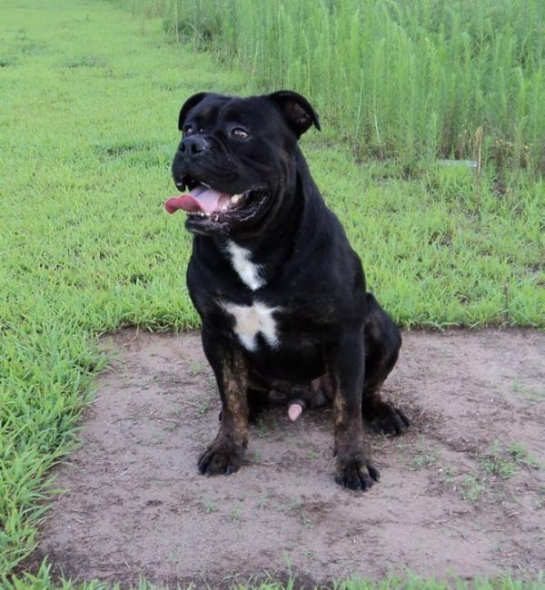 Champion's Black Memphis | Olde English Bulldogge 