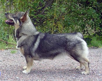 FENNICAN DOMINIQUE | Swedish Vallhund 