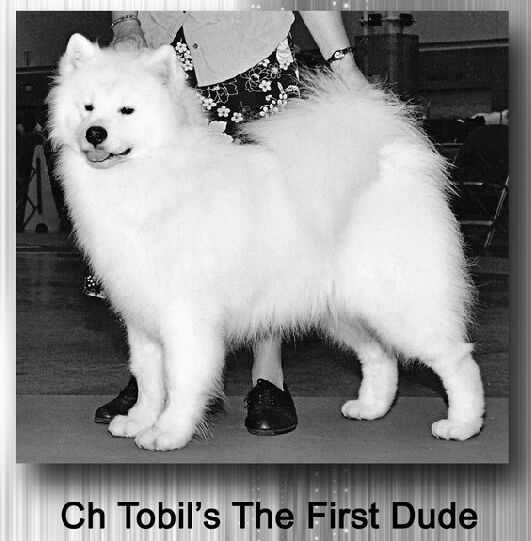 Tobil's The First Dude | Samoyed 