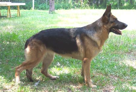 Jessie von Fidelius | German Shepherd Dog 