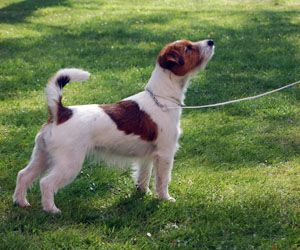 Nordsand's House Bunny | Jack Russell Terrier 