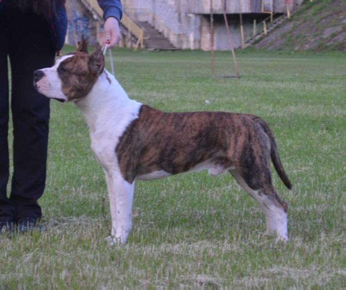 SIGVALDI BJÖRN FIRST | American Staffordshire Terrier 