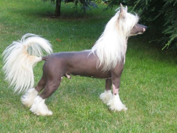 Legends The Great Contender | Chinese Crested 