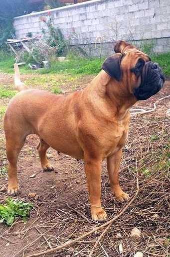 Cane Guardiano Gaia | Bullmastiff 