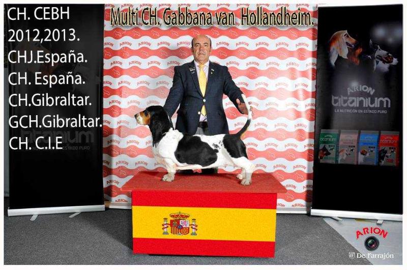 Gabbana Van Hollandheim | Basset Hound 